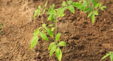 Rajče sotr velká maminka